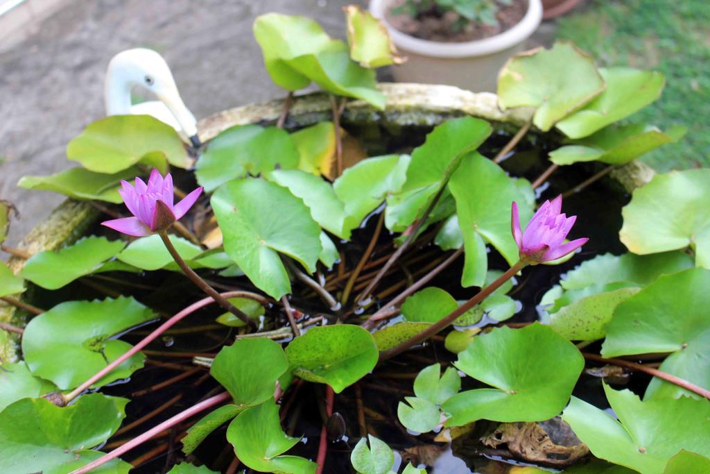 Anura Home Stay Kalutara Zewnętrze zdjęcie